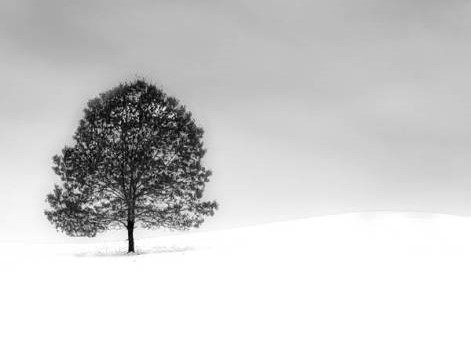lone tree (2)